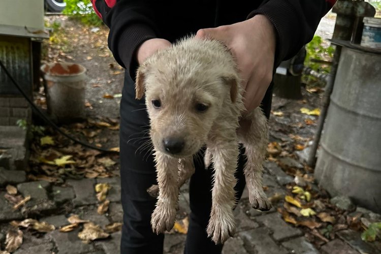 Dereye düşen yavru köpeği Kocaeli İtfaiyesi kurtardı -