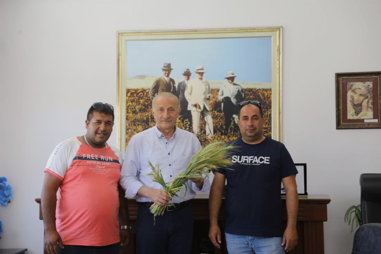 Didim Belediyesi'nin ektiği buğdaylar hasada gün sayıyor -