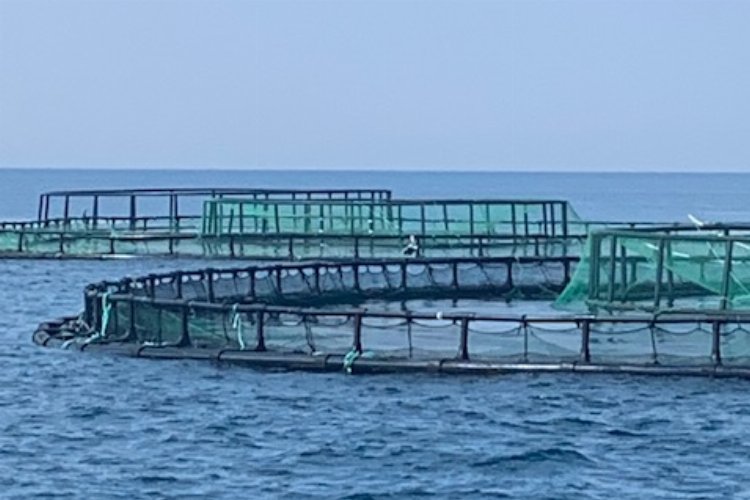 Didim'de balık çiftliklerini keşfi uzaktan yapıldı -