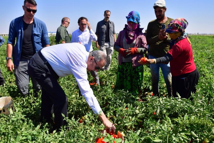 Diyarbakır'da domates hasadı -