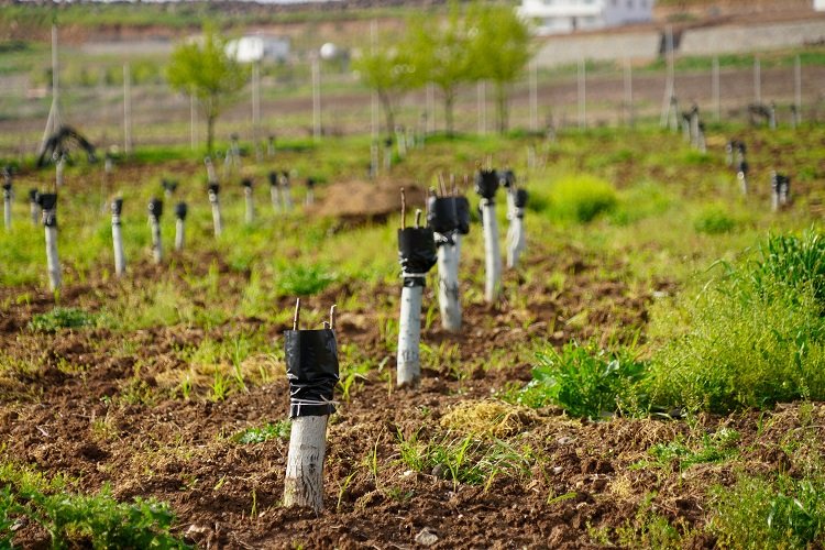 Diyarbakır’da fıstık ve ceviz ağaçları aşılanıyor -