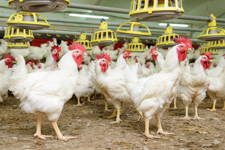 Dünya en çok 'kanatlı et' üretip, tüketiyor! -