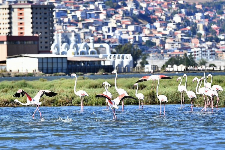 Doğaseverler İzmir'de bu festivali bekliyor -