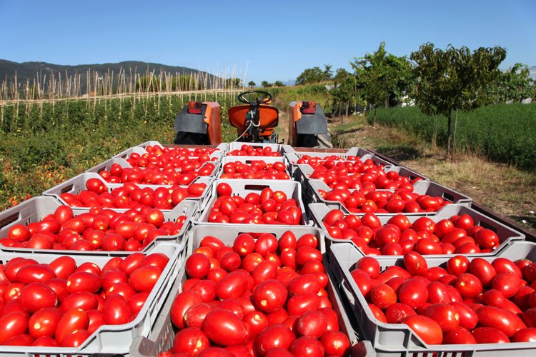 Domates ve mamulleri ihracatı yüzde 20 arttı -