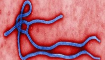 Ebola'nın nasıl bulaştığı keşfedildi