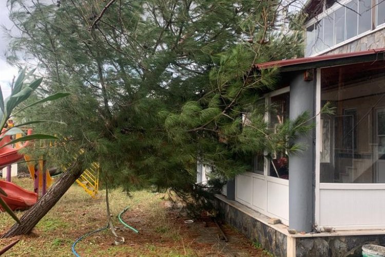Edirne Keşan'da fırtına hasarı! Ağaç evin üzerine devrildi! -