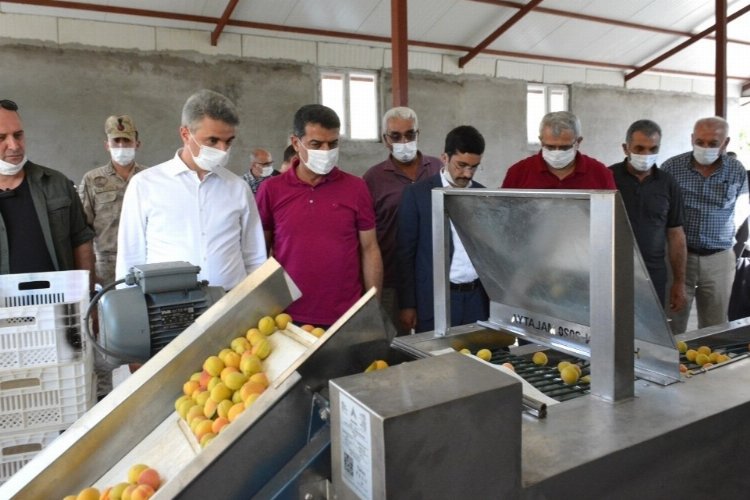 Egeli ihracatçılar kaliteli kuru meyve için çalışıyor -
