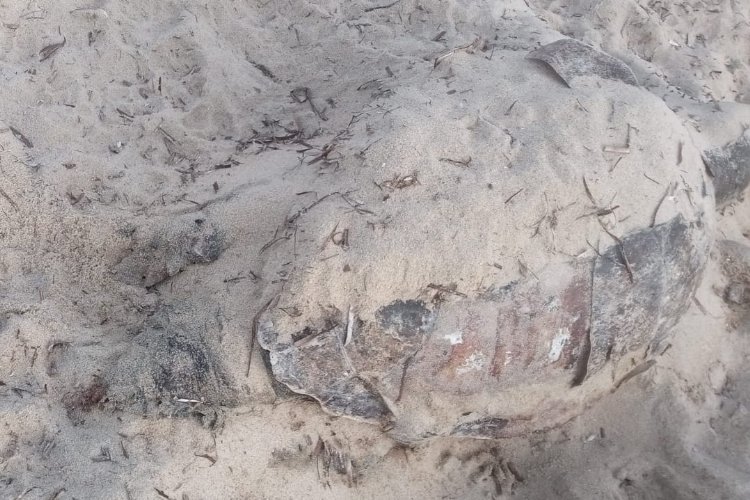 Enez'de ölü carretta caretta kıyıya vurdu -