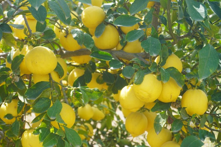 Finike'nin kokulu limonu ve Hicaz Narı, uluslararası listede -