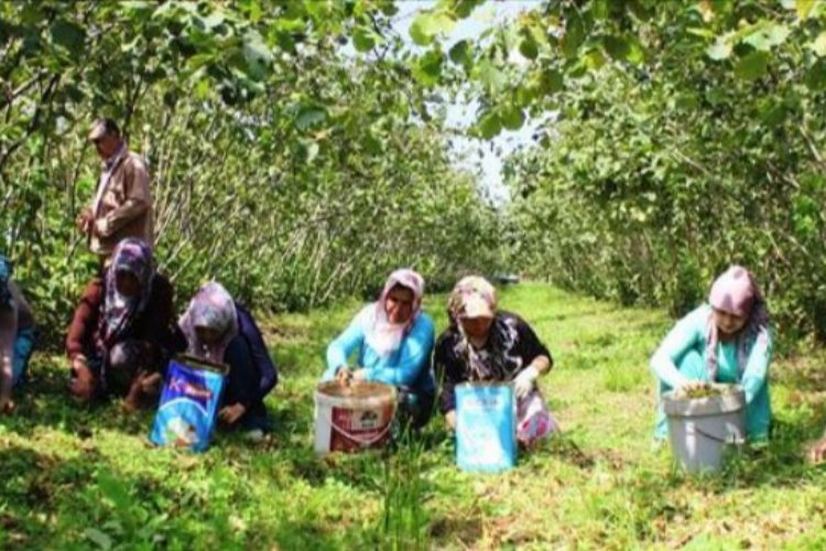 Fındık toplama yevmiyesi belli oldu -