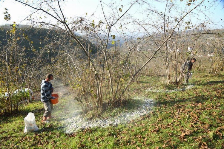Fındık üreticisi Fınver Projesi sevdi -