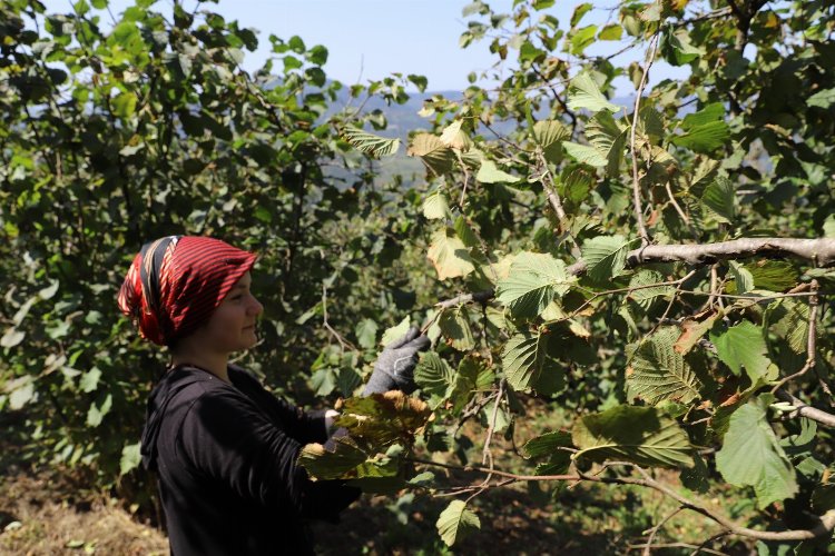 Fındık üreticisinin yüzü bu projeyle güldü -