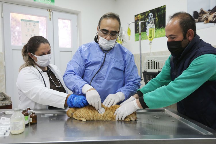 Gaziantep'te 150 hayvan yuvaya kavuştu -