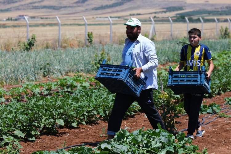 Gaziantep'te fidelerden ilk mahsuller alındı -