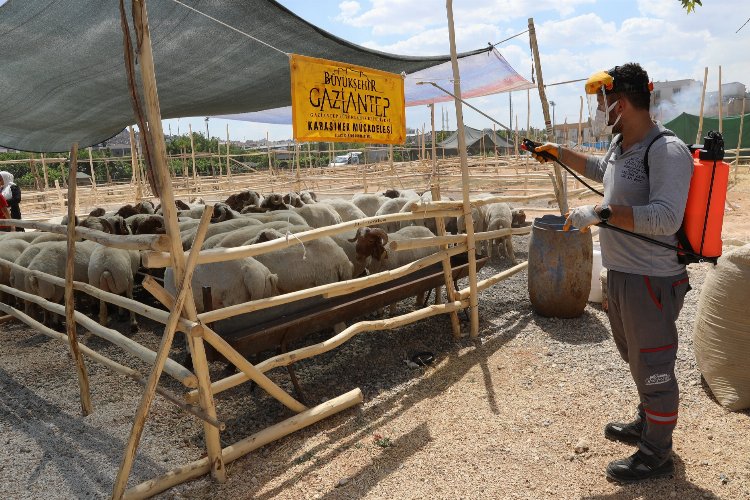 Gaziantep'te kurbanlık alanlar ilaçlanıyor -