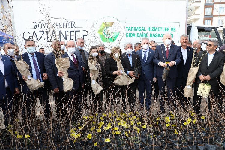 Gaziantep'te Oğuzeli çiftçisine fidan dağıtıldı -