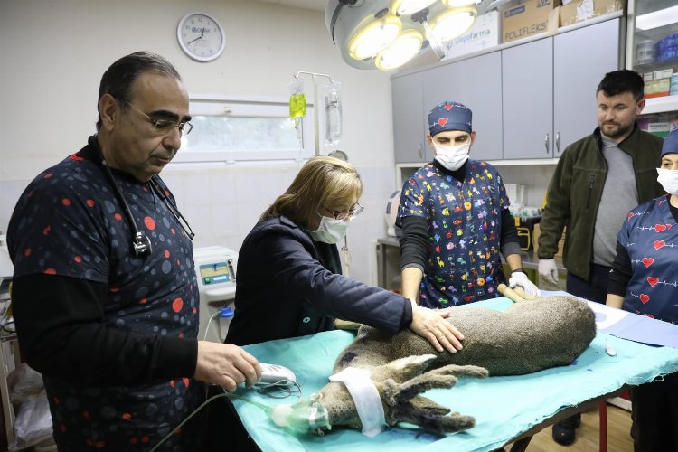 Gaziantep'te yaralanan karaca tedavi altına alındı -