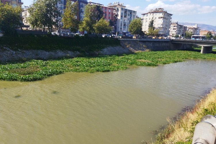 Hatay'da su sümbülleri temizleniyor -