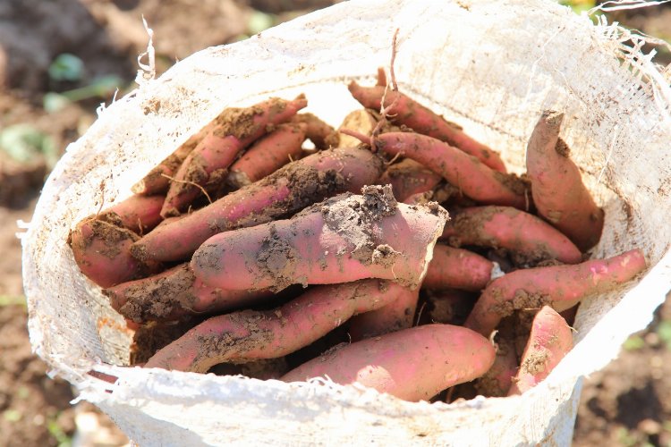 Hatay'dan tarımsal kalkınmaya 'tatlı patates' desteği -
