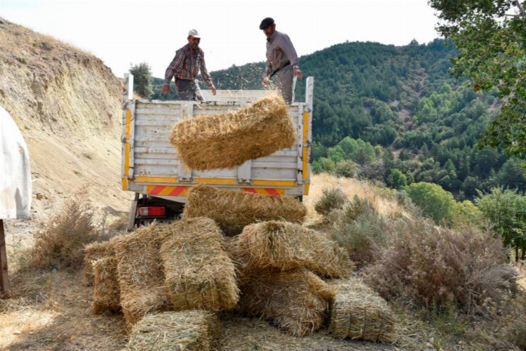 Hayvan yetiştiricilerine ücretsiz yem desteği -