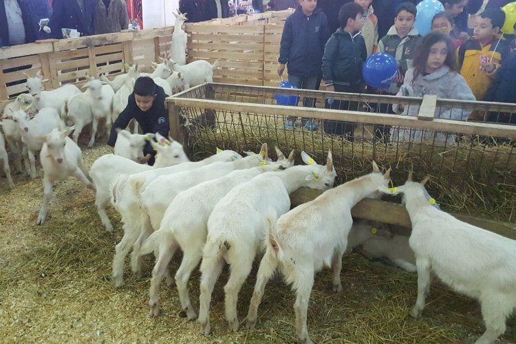 Hayvancılık sektörü Mustafakemalpaşa'da buluşacak -