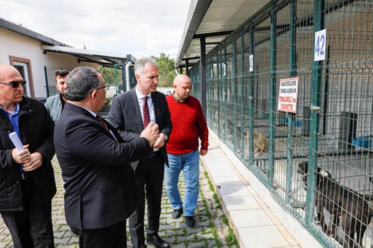 “Hayvanları sokağa terk etmeyin, barınağımıza getirin” -