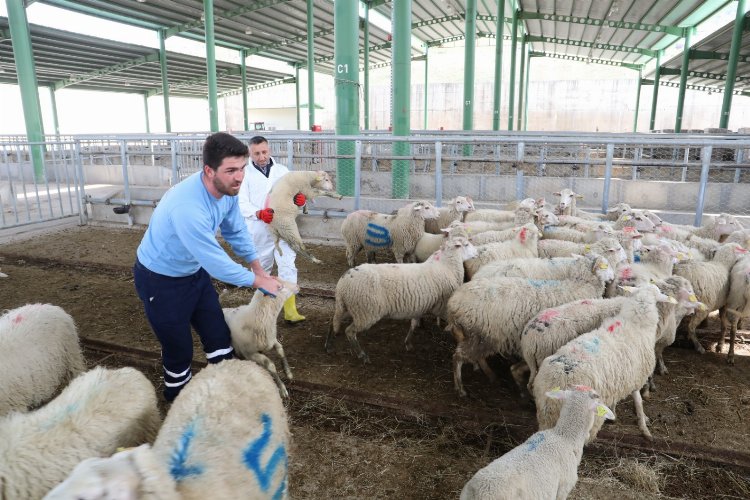 Hayvansal Üretim'de büyükbaş azaldı, küçükbaş arttı -