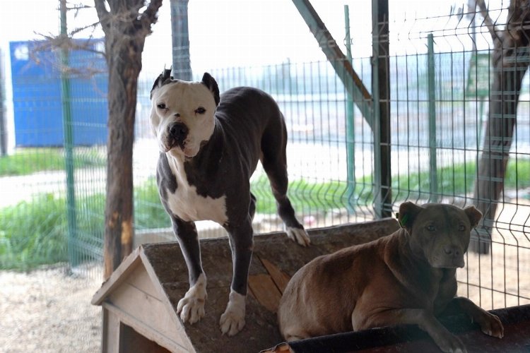 HBB'den yasaklı ırk köpekler hakkında açıklama -