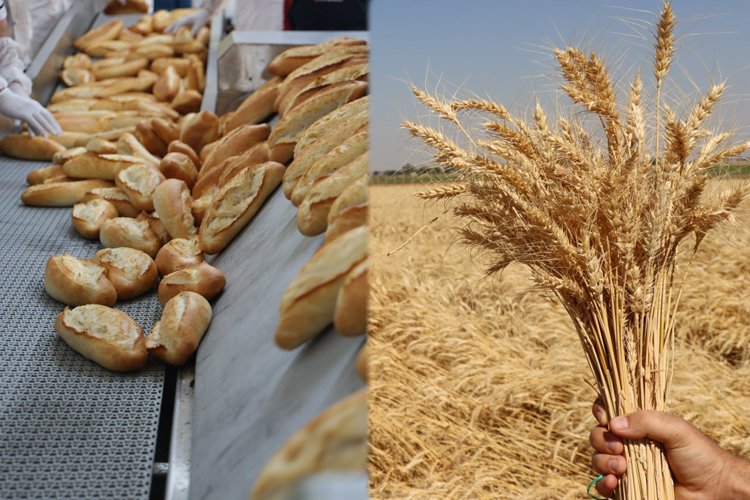 Hem ekmek üretiyor, hem de buğdayı -