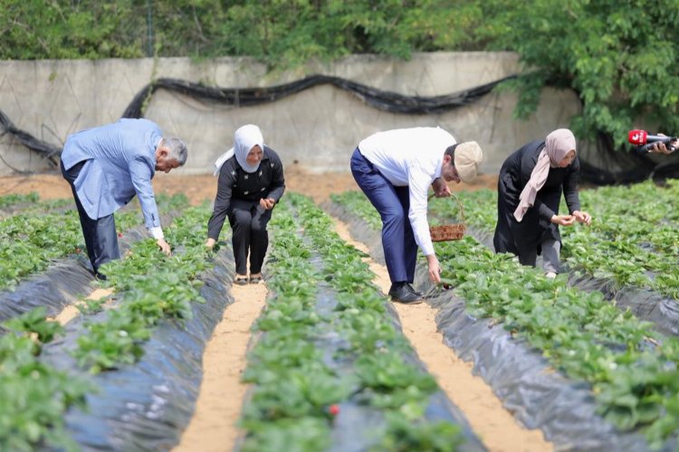 İBB’nin fideleri meyvelerini verdi -