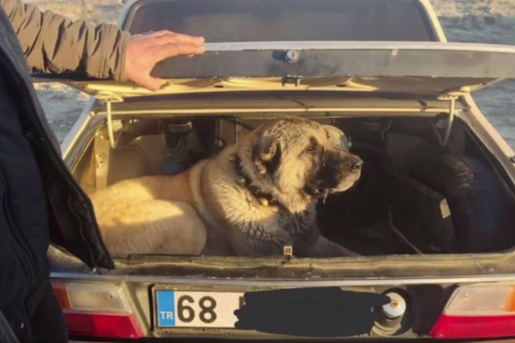 İçişleri'nden köpek dövüşüne şok baskın! -