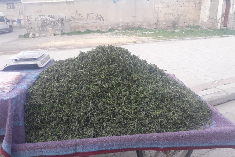 Şifa kaynağı “Kekik” satışta -