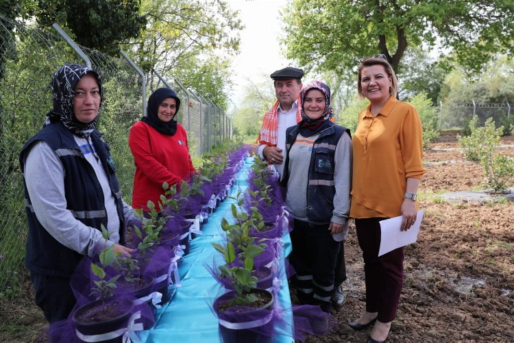 Çiftçiye aronya desteği bu yıl da sürecek -