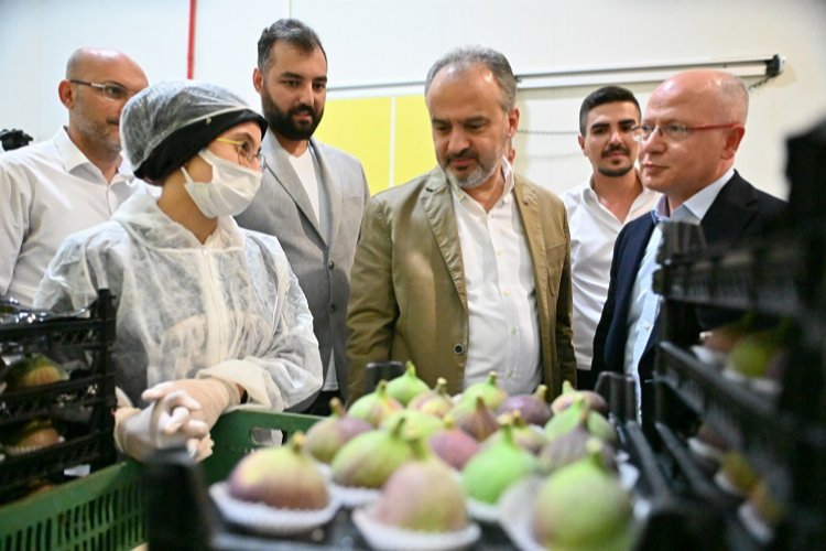 İncir üreticisine can suyu -