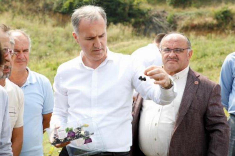 İnegöl’de süper meyve Aronya’nın hasadı başladı -