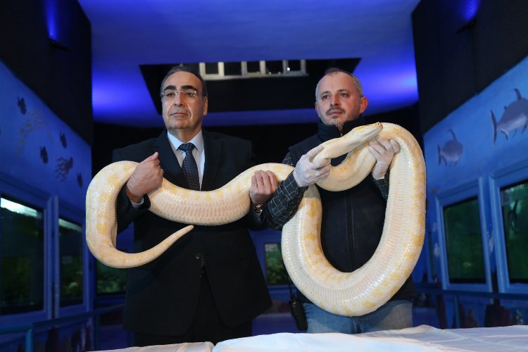 İstanbul'dan getirilen hayvanlar Gaziantep'in 'doğal' yaşamında -