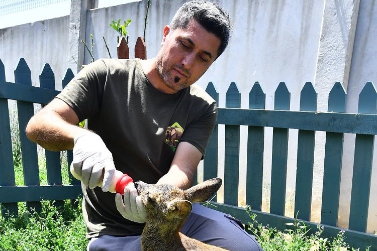 İzmir Doğal Yaşam Parkı'nın misafiri biberonla besleniyor -