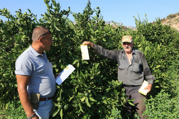İzmir Güzelbahçe'den üreticiye 'tuzak' desteği -