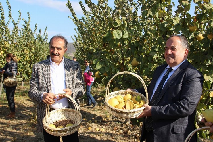 İzmir Selçuk'ta 'ayva' hasadı başladı -