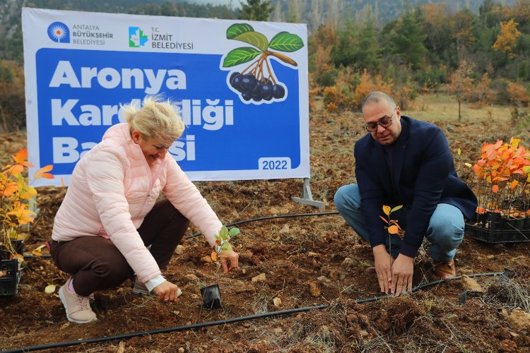 İzmit’in aronyaları Antalya’daki kardeşlik bahçesinde buluştu -