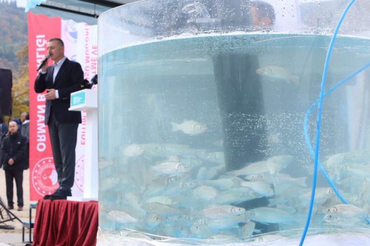 İzmit Körfezi'ne 6 bin balık salındı -