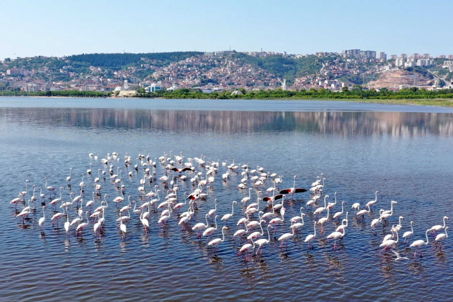 İzmit Körfezi’nin pembe süsleri geldi... Biyoçeşitlilik artıyor -