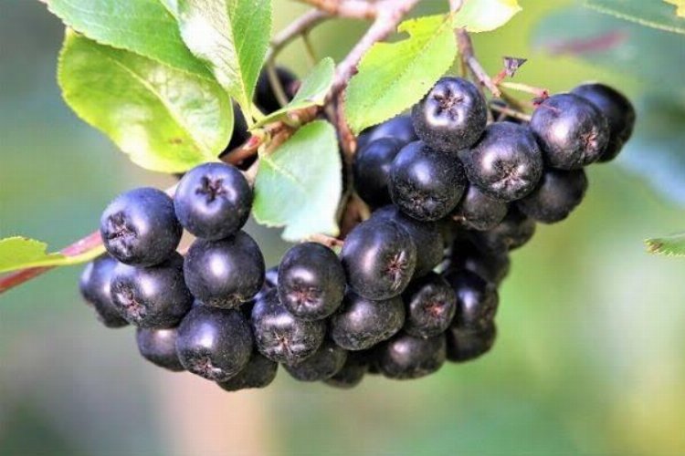 İzmit'te aronya fidanı desteğine başvurular başladı -