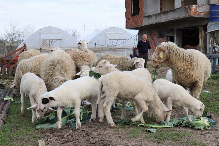 İzmit'te hibe hayvanlar yavrulamaya başladı -
