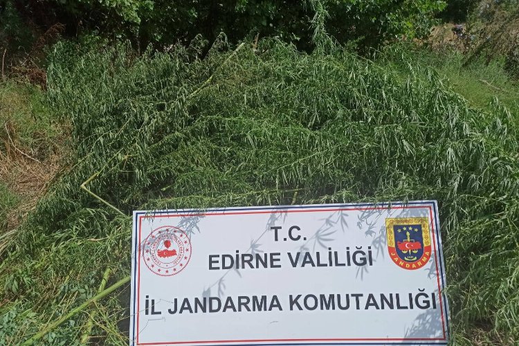 Jandarmadan kenevir operasyonu -