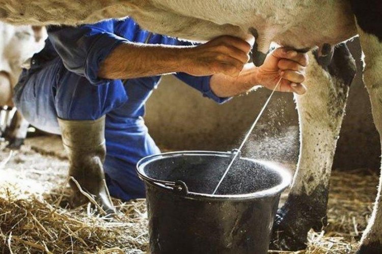 Kasım'da inek sütü miktarı arttı -