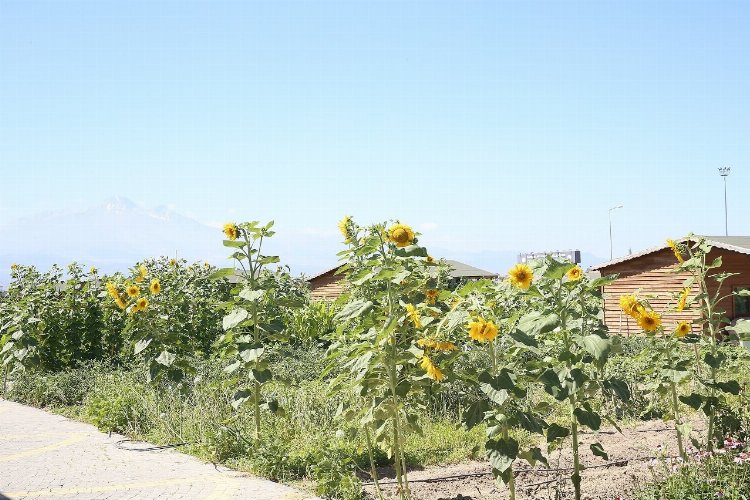 Kayseri Büyükşehir doğal pazar açıyor -