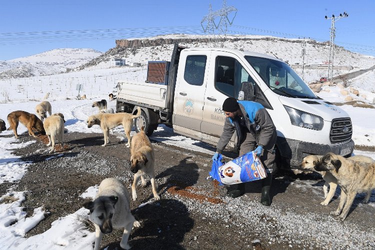 Kayseri Büyükşehir'den can dostlara yem dopingi -