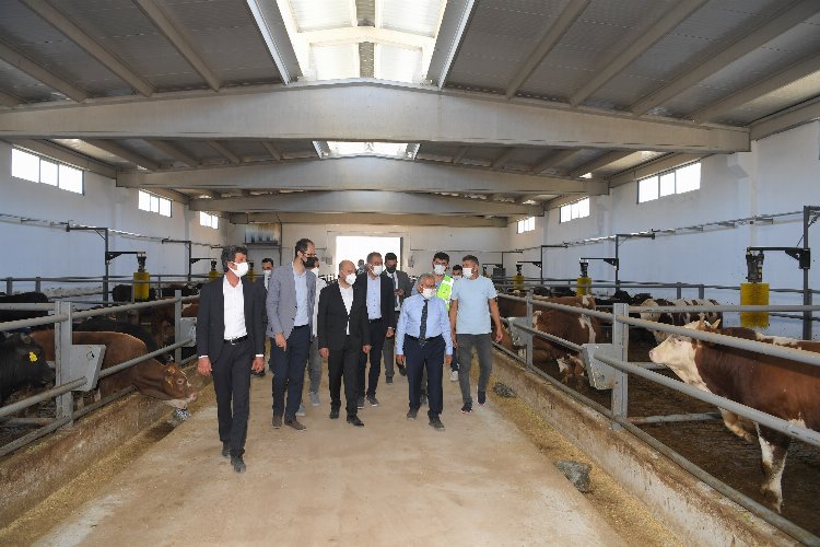 Kayseri'de 5.5 milyon metrekarelik bir alanda hayvancılığa nefes aldıracak proje -