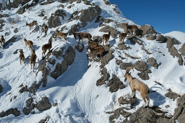 Kayseri'de drone ile görüntülenen dağ keçilerine yiyecek bırakıldı -